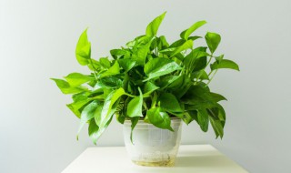 喜水的植物花卉有哪些（喜水的植物花卉有哪些图片）