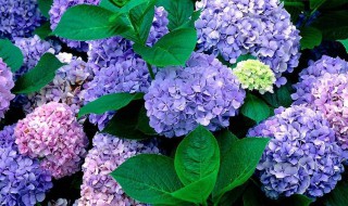 植物的奇特现象有哪些（植物有哪些神奇的现象）