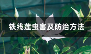 铁线莲病虫害及解决方法（铁线莲主要病虫害）