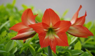 朱顶红开完花从哪里剪（朱顶红开完花从哪里剪枝）