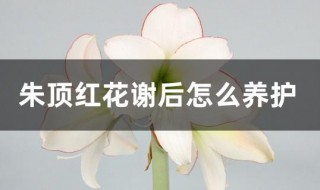 朱顶红花谢后怎么养护 朱顶红花谢后怎么养护和浇水