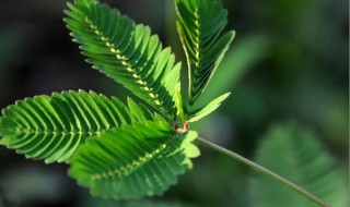 含羞草怎么养才能更旺盛 含羞草怎么养才能更旺盛一些