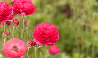 毛茛科植物有哪些 毛茛科植物有哪些入要部位