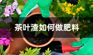 茶叶渣如何做肥料（茶叶渣做肥料的酸碱度）