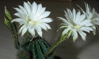 白色仙人球花的花语（白色仙人球花的花语是什么）