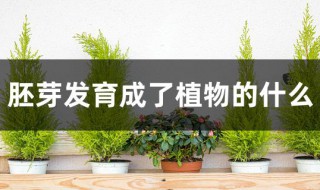 胚芽发育成了植物的什么（胚芽发育成了植物的什么器官）