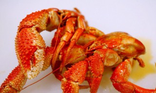 虾怪是什么（虾怪是什么季节的）