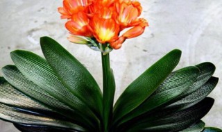 君子兰开花代表什么运气（君子兰开花代表什么运气和财运）