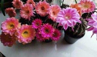 彩草仙人球一年开几次花（草球仙人球一年开几次花）