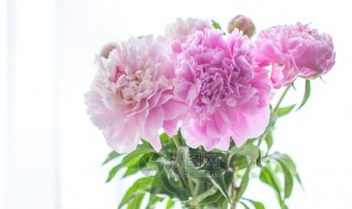 芍药插瓶怎么养（芍药插瓶怎么养活）