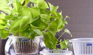 水培绿萝怎么剪枝种植（水培绿萝怎么剪枝种植视频）