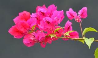 如何让三角梅开花爆满（如何让三角梅开花爆满视频）