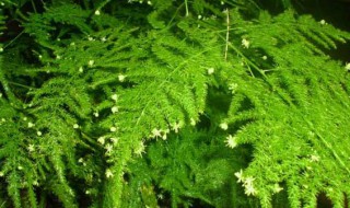 文竹浇什么才能更旺盛（文竹浇什么水才能更旺盛）