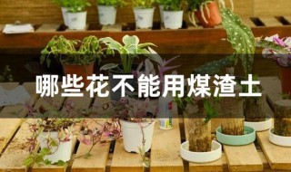 哪些花不能用煤渣土（煤渣怎样处理当花土）