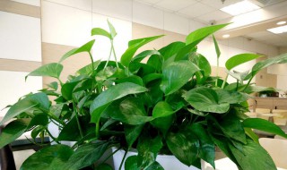 绿萝叶子发黄是晒的吗 绿萝一晒叶子发黄