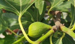 无花果树会冻死吗 无花果树会冻死吗