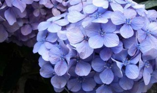 绣球花不开花的原因（绣球花不开花什么原因）