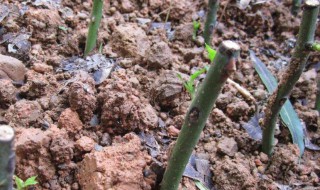 月季为什么一边发芽一边枯萎（月季一发芽就枯萎了）