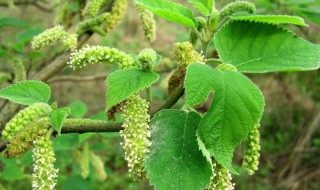 构树汁液的作用 构树汁液的作用与功效