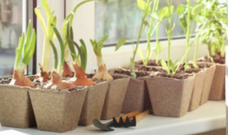 花盆底下没有洞可以吗 种菜的花盆底下没有洞可以吗