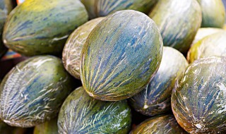 香瓜种植到成熟期一共多少天（香瓜种植到成熟期一共多少天香瓜的品种）