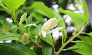 黄果兰叶子发黄枯萎是什么原因 黄果兰叶子发黄是为什么