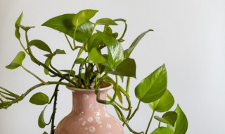 绿萝有什么特点 绿萝有什么特点写一句话