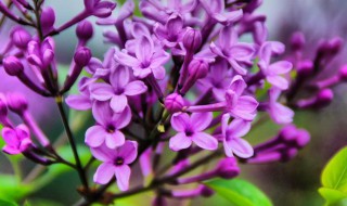 丁香花几瓣 丁香花几瓣代表幸运
