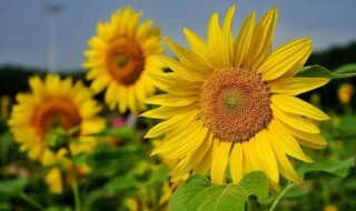 向日葵蔫了怎么办（向日葵怎么蔫巴了）