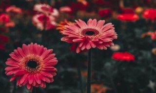 非洲菊是一年生还是多年生（非洲菊是一年生还是多年生植物）