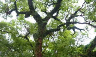 青冈木是什么树 青冈木是什么树的果实