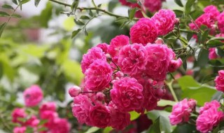 牡丹和月季的区别（牡丹和月季的区别是什么）