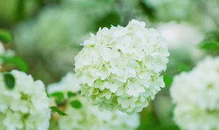 白色绣球花的花语 白色绣球花花语象征与寓意