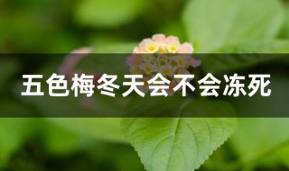 五色梅冬天会不会冻死 五色梅冬天死了春天还会发吗