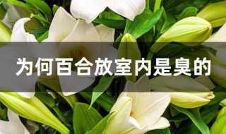 为何百合放室内是臭的 百合会臭吗