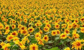 向日葵种子泡了一夜还能种吗（向日葵的种子要泡吗?）