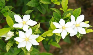 栀子花香是种什么味道（栀子花香是什么味道的）