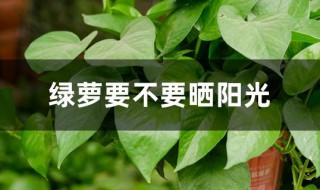 绿萝要不要晒阳光