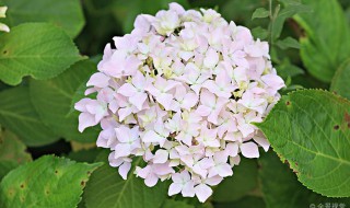 无尽夏种植用深盆还是浅盆（无尽夏适合盆栽还是地栽）