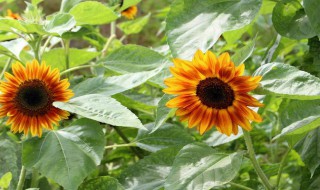 向日葵的叶子是什么形状（向日葵的叶子是什么形状简笔画）