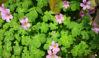 什么草会开花（什么草会开花写出五种）