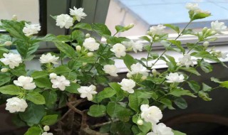 茉莉花叶子卷是什么原因（茉莉花叶片卷是怎么回事）
