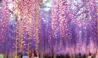 紫藤为什么要种西南方（紫藤为什么要种西南方风水）