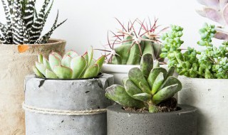 多肉变软变蔫怎么办（多肉变软了怎么办）