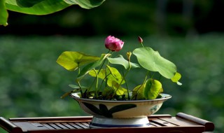 碗莲种子如何开口（碗莲种子如何开口处理）