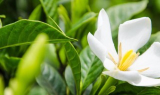 栀子花放卧室对人身体有影响吗（栀子花放卧室对人身体有影响吗对人体有害吗）