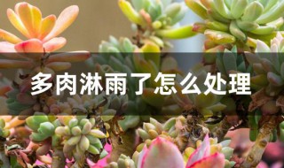 多肉淋雨了怎么处理（多肉淋雨了怎么处理干净）