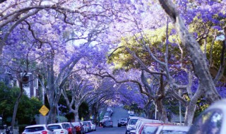 蓝花楹的花语和寓意 蓝楹花的花语是