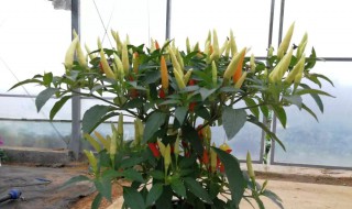 盆栽辣椒多久浇水一次（盆栽辣椒多久浇水一次比较好）