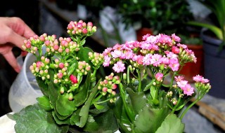 长寿花怎么晒太阳 长寿花怎么晒太阳能活